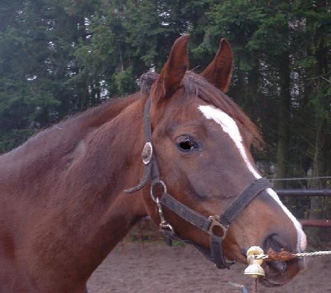 Afbeelding 026 nieuw - 