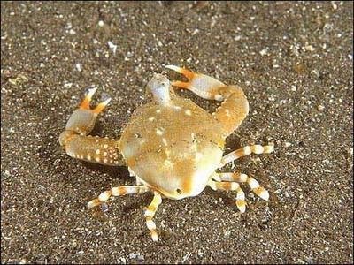 crabs-pictures-02 - 
