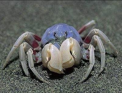 crabs-pictures-04 - 