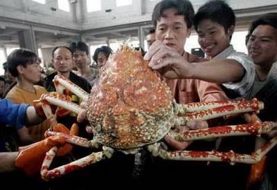 crabs-pictures-06 - 