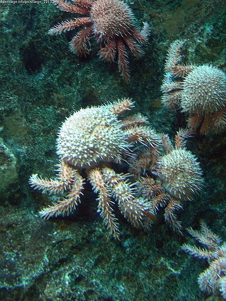 450px-Paralomis hystrix - 