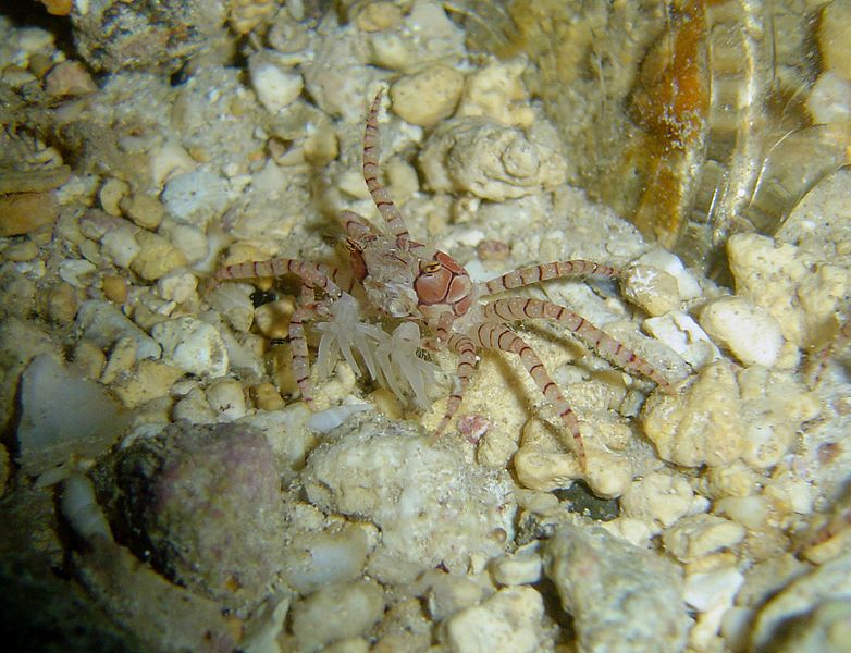 782px-Lybia edmondsoni - 