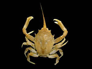 300px-Corystes cassivelaunus - 