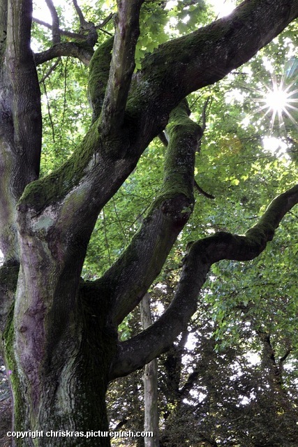 zon door de bomen Horta jubelend en spiegelend