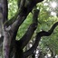 zon door de bomen - Horta jubelend en spiegelend
