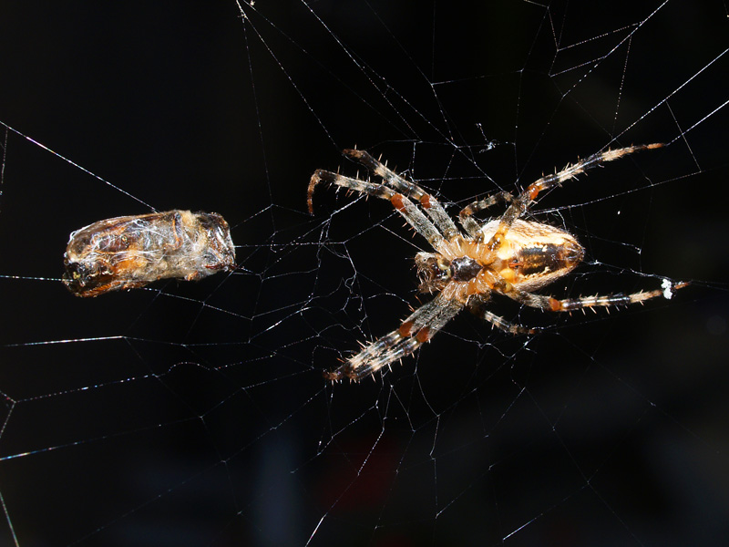 aVittima e carnefice - 