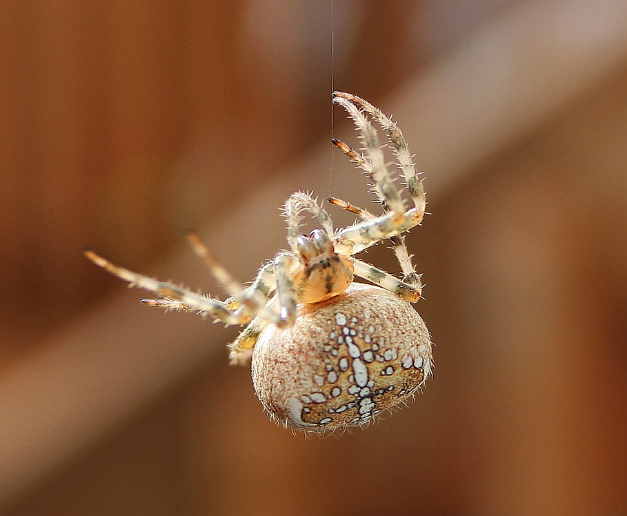 spider Picture Box