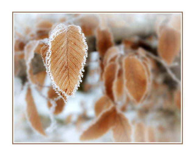 Frozen leaves Nature Images