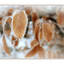 Frozen leaves - Nature Images