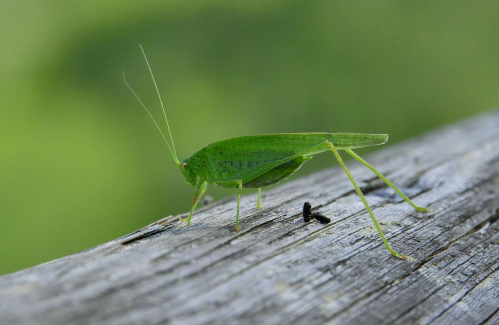 quanta bella cacca - 