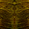 texture for alien head - Picture Box