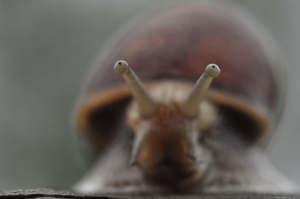 guardiamoci negli occhi - 