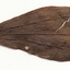 slick leaf leather wing - RAW