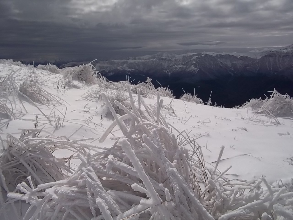 jacol erba ghiacciata 20101018 - 