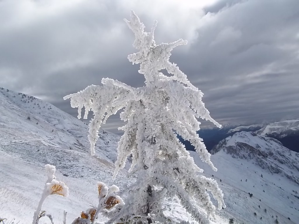 jacol punta pino ghiac 20101018 - 