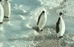 penguins - 