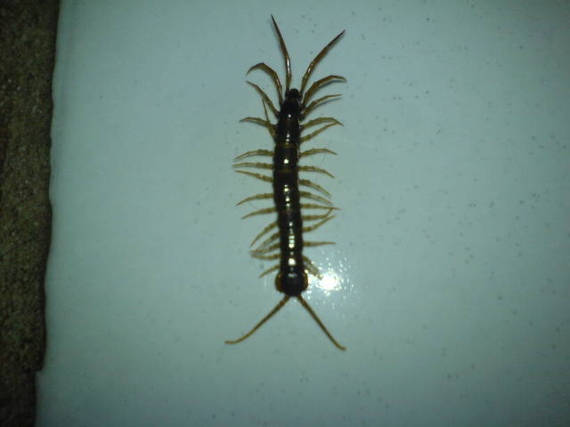 Scolopendra - 
