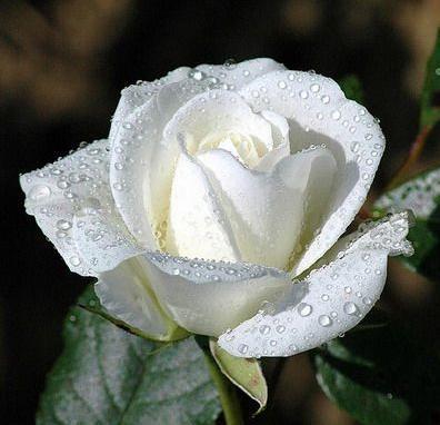 white-rose-5 - 