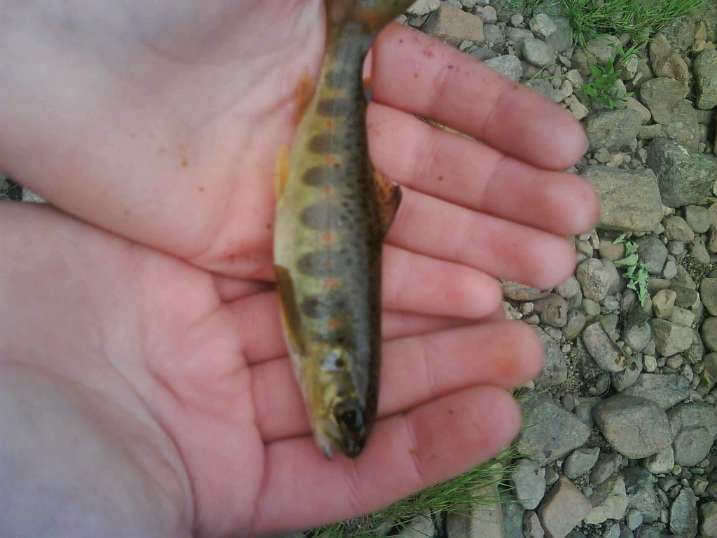 First Brown Trout on Feugh (0.5oz) - 