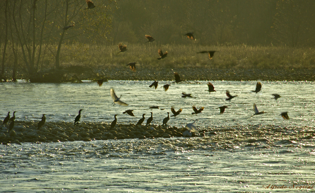 uccelli neri copia - 