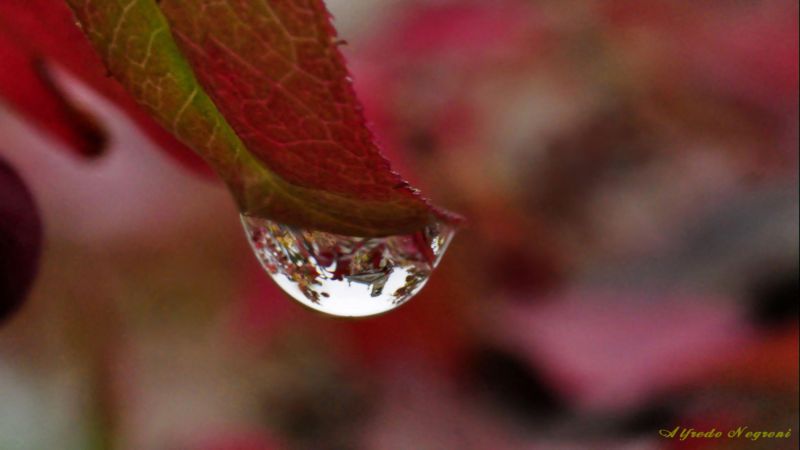 Copia di autunno a parabiago-2 - 