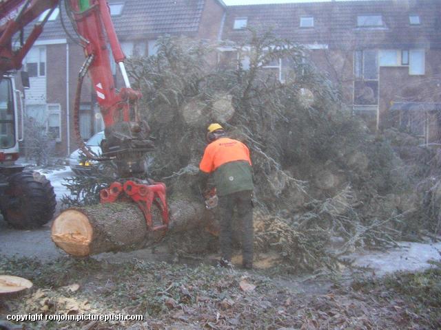 Naaldboom word gerooid 07-12-10 (05) Naaldboom voortuin om 07-02-10