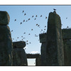 Stone Henge Birds - England and Wales