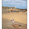 St Ives Seagull - England and Wales