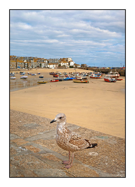 St Ives Seagull England and Wales