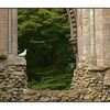 Glastonbury Dove - England and Wales