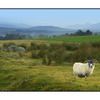 Newtonmore Sheep - Scotland