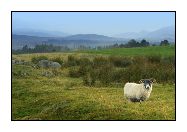 Newtonmore Sheep Scotland