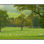 Blair Castle Sheep - Scotland