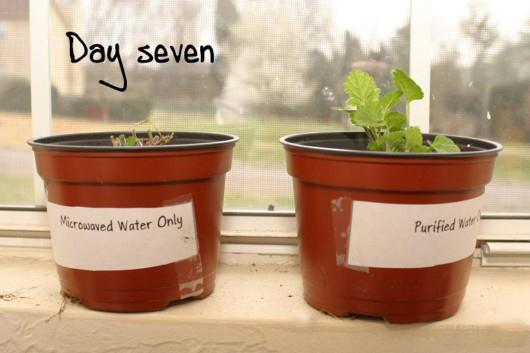 microwave oven facts 05 - 