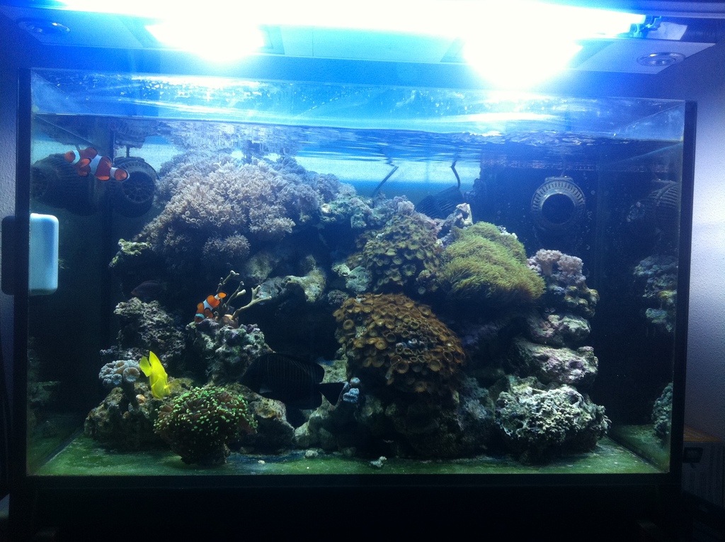 20 gennaio 2011 005 - 