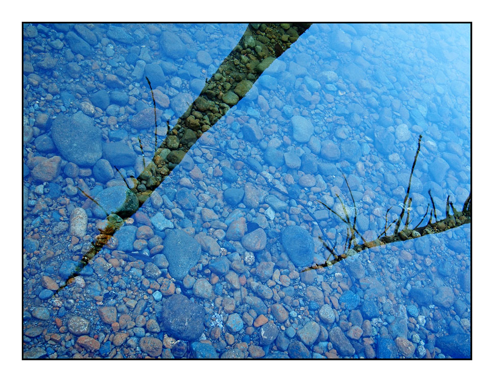 ComoxLake Tree Reflection Nature Images