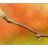 Magnolia WaterDrop - Close-Up Photography