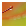 Selective WaterDrop - Close-Up Photography