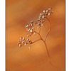 Blurred Twigs - Close-Up Photography