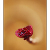 Little Bud Curve - Close-Up Photography