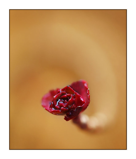 Little Bud Curve Close-Up Photography