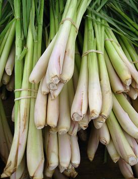 lemon grass stalks - 