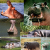 nijlpaard - Knutselhoek