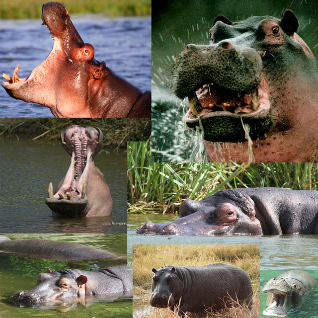 nijlpaard Knutselhoek
