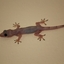 Domincan trip salamander - Picture Box