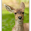 deer ear - Wildlife