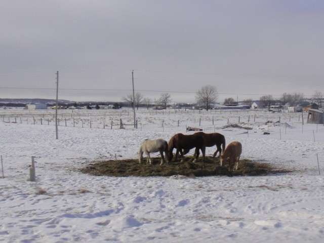 DSC04713 March 2011