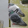 P1210828 - de vogels van amsterdam