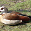 P1210867 - de vogels van amsterdam