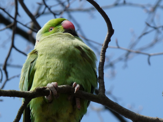 P1210874 de vogels van amsterdam